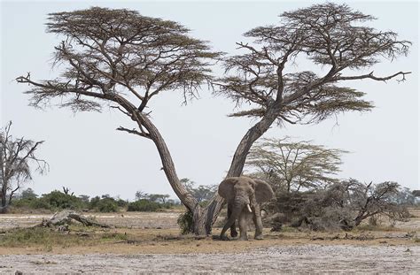 Elephant and acacia Photograph by Charl Grobler - Pixels