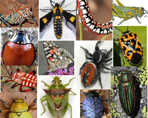 Arizona: Beetles, Bugs, Birds and more: The colors of arthropods