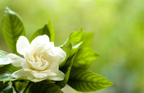 Gardenia Flower Wallpapers - Wallpaper Cave