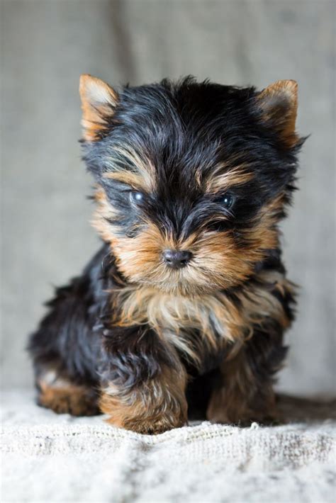 Portrait small yorkshire terrier puppy #yorkshireterrier | Yorkshire ...