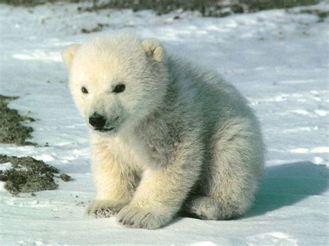 Cute polar bear cub - Animal Cubs Wallpaper (28137349) - Fanpop