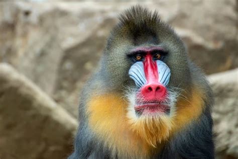 19 Mesmerising Mandrill Facts - Fact Animal