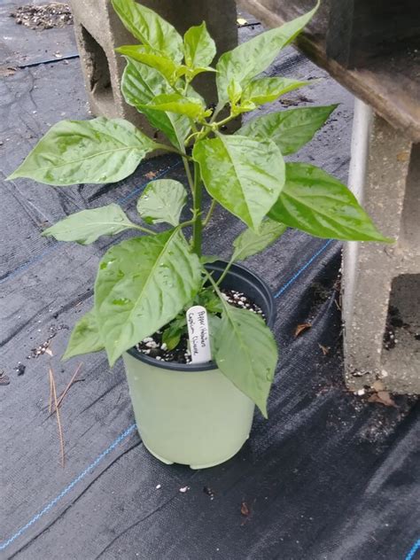 How To Grow Habanero Pepper Plants In Pots | Grow Hot Peppers