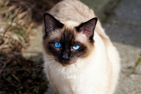 Expected Life Span of a Blue-Point Siamese Cat? | Siamese of Day