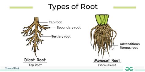 Tap Root Diagram - Types and Examples - GeeksforGeeks