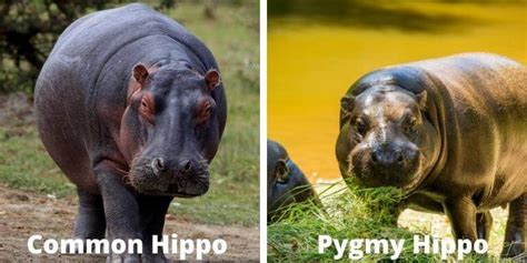 Hippo vs Crocodile | Who Would Win in a Fight?