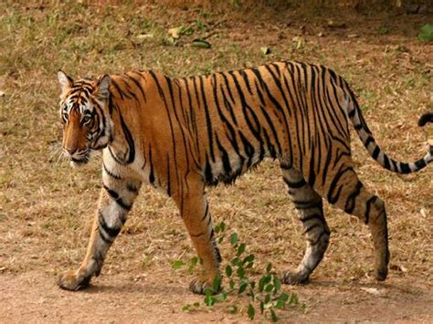 Royal Bengal Tiger: The National Animal of India