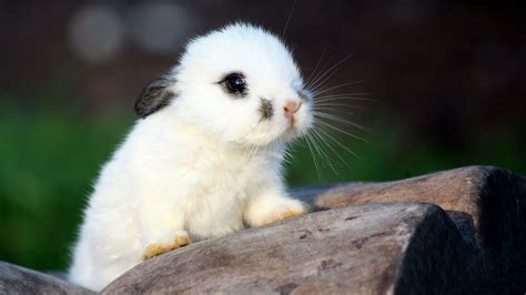 Cute Animal Wallpapers for Desktop (54+ images)