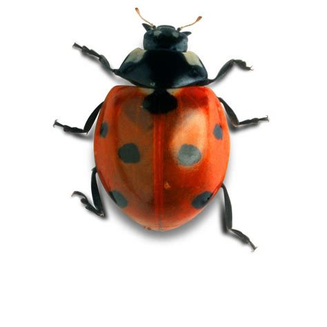 Facts About Ladybirds | What Are Ladybirds? | DK Find Out