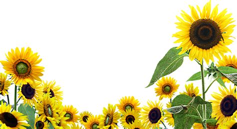 Desktop Wallpaper Common sunflower Clip art - sunflower oil png ...