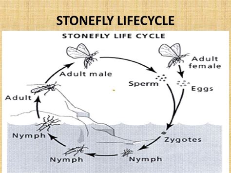 Stonefly Life Cycle Diagram