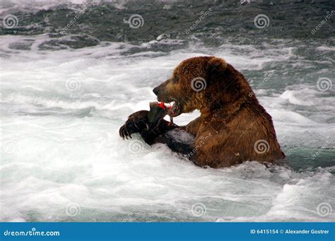 Grizzly Bear Eats Salmon Stock Images - Image: 6415154