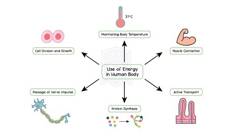 IGED_BIO_TOPIC-8_001_Use-of-Energy-in-Human-Body - Studia Academy Resources