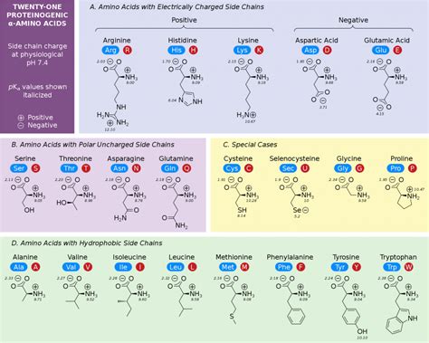 Amino Acid Chart | ChemTalk