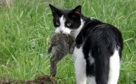 Australian Researchers Say Feral Cats Are An Ecological Disaster ...