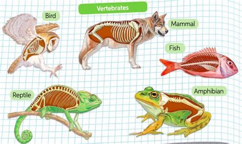 VERTEBRATES | Quizizz