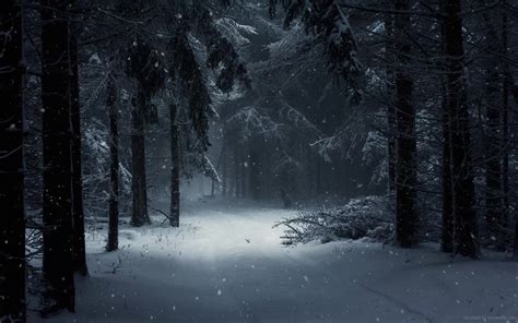 Dark Winter Forest Road Live Wallpaper - MoeWalls