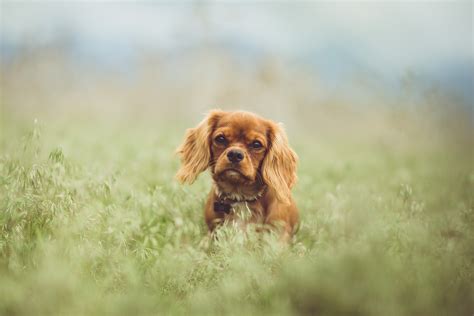 Top 118 Cavalier King Charles Spaniel Names of 2020 | The Dog People by ...