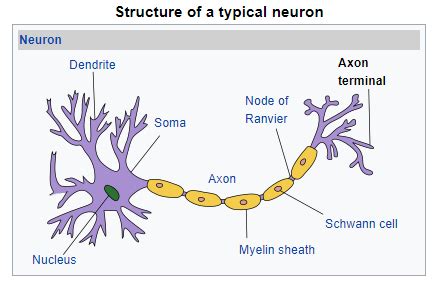 Axon terminal - Definition and Examples - Biology Online Dictionary