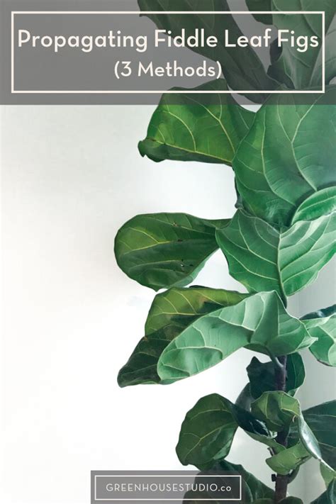 How to propagate & root fiddle leaf figs - 3 methods reviewed ...