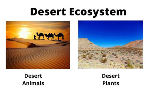 Top 118 + Adaptation of desert animals ppt - Lifewithvernonhoward.com