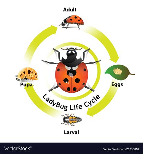 Life Cycle Of A Ladybug