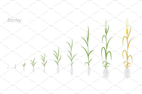 Barley plant growth stages | Illustrations ~ Creative Market