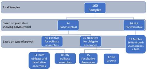 Figure 3 from Isolation of obligate anaerobes from clinical samples ...