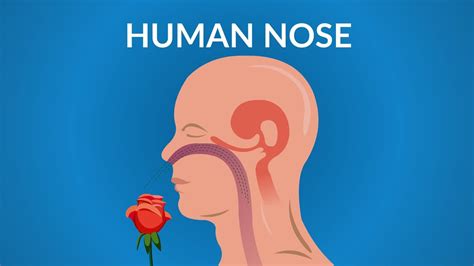 Parts Of Nose And Its Function