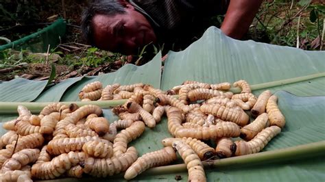 Eat stem borer larvae - YouTube