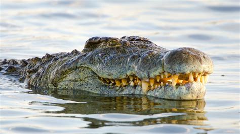 Crocodile quiz: Test your knowledge on the prehistoric predators | Live ...