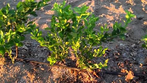 Planting and Spacing Blueberries Tips - Growing Giant Blueberries ...