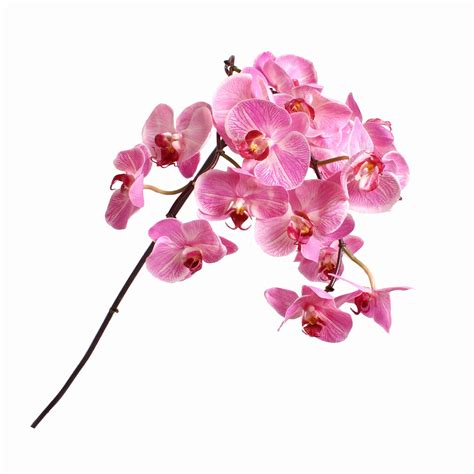 Silk Phalaenopsis Orchid Flower Stem Hot Pink - S-FST00030 - Product ...