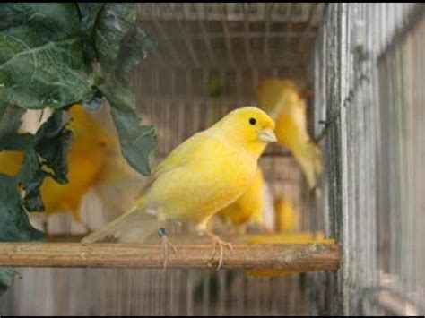 CANARY SINGING - BEST VIDEO TO TRAINING CANARIES - Canário - HQ ...