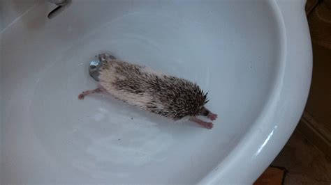 Bramble's daily bath time stretch. : Hedgehog