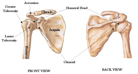 Shoulder Joint Ligament Injury|Singapore Orthopaedic Surgeon