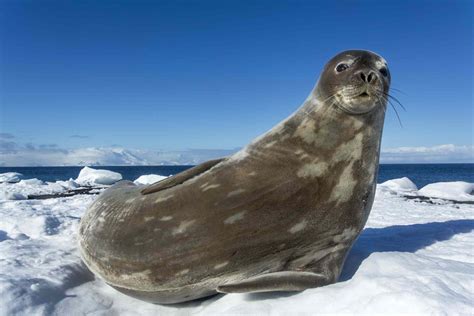 10 Incredible Animals That Live in Antarctica