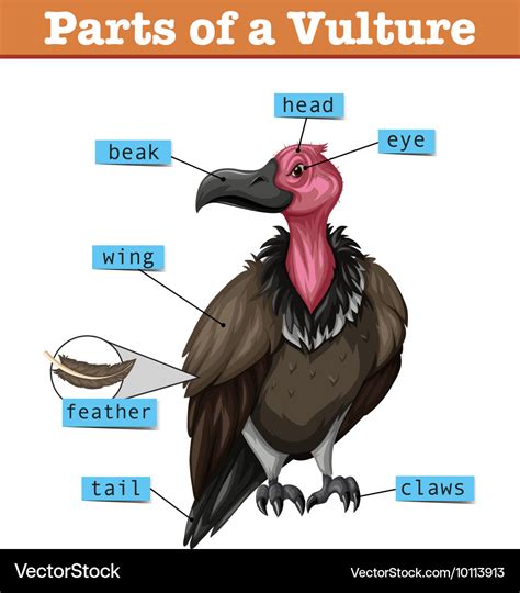 Diagram showing parts of vulture Royalty Free Vector Image