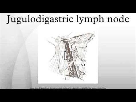 Jugulodigastric lymph node - YouTube