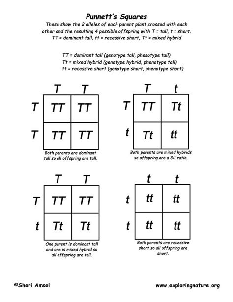 Simple Dominance Punnett Square