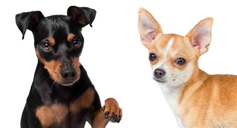 Miniature Pinscher Chihuahua Mix Breed: A Guide To The Chipin Dog