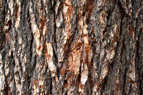 Pine Tree Bark Texture – Photos Public Domain