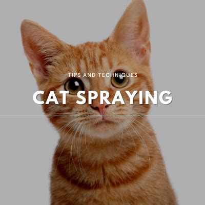 Stop Cat Spraying: Tips and Techniques To Try!