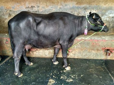 Mehsana Buffalo, Dairy Buffalo Supplier in Karnal, Haryana