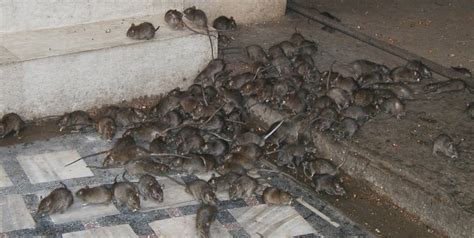 NTU Canteens Hit By Second Rat Infestation In 2 Months, Results In Fine ...