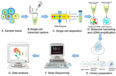 IJMS | Free Full-Text | The Evolution of Single-Cell RNA Sequencing ...