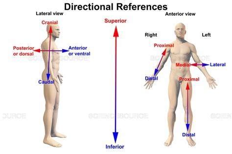 Directional Terms Diagram | Quizlet