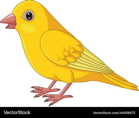 Cartoon yellow canary bird on white background Vector Image