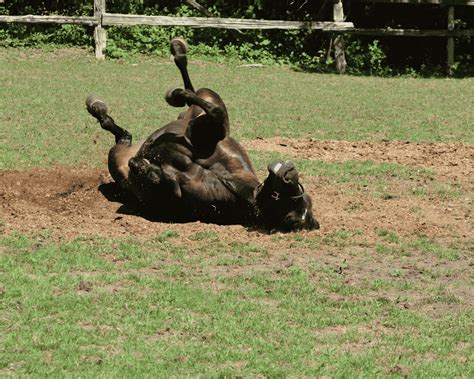 Ringworm in Horses: Your Guide to Prevention & Treatment – Equestrian ...