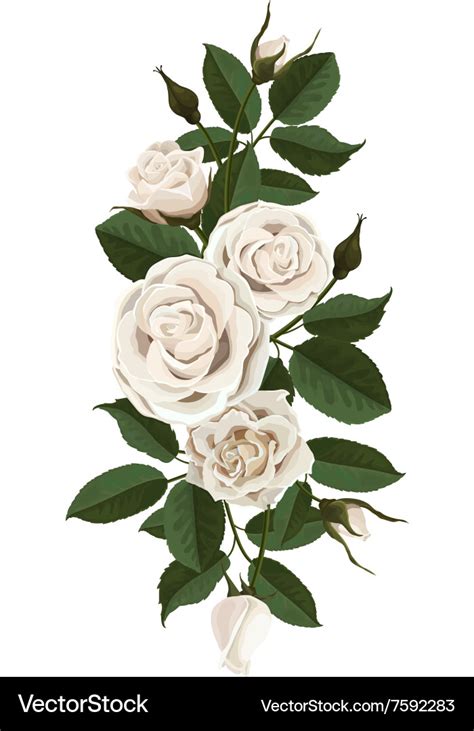 Images Of White Roses Flowers Free | Best Flower Site